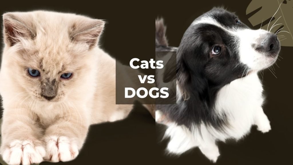 Cats vs. Dogs, 8 things you need to know before adopting one Miles