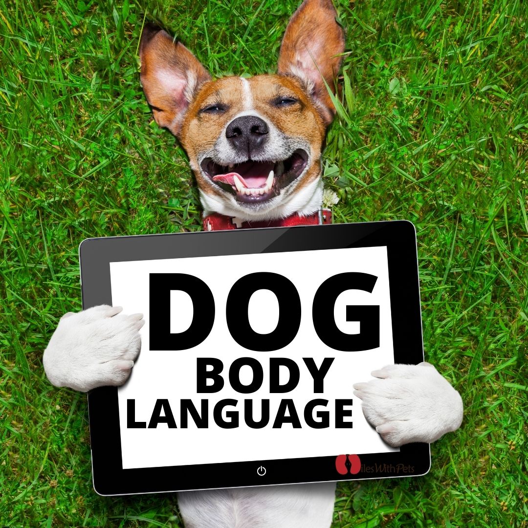 Dog's body language, 10 ways to understand them better