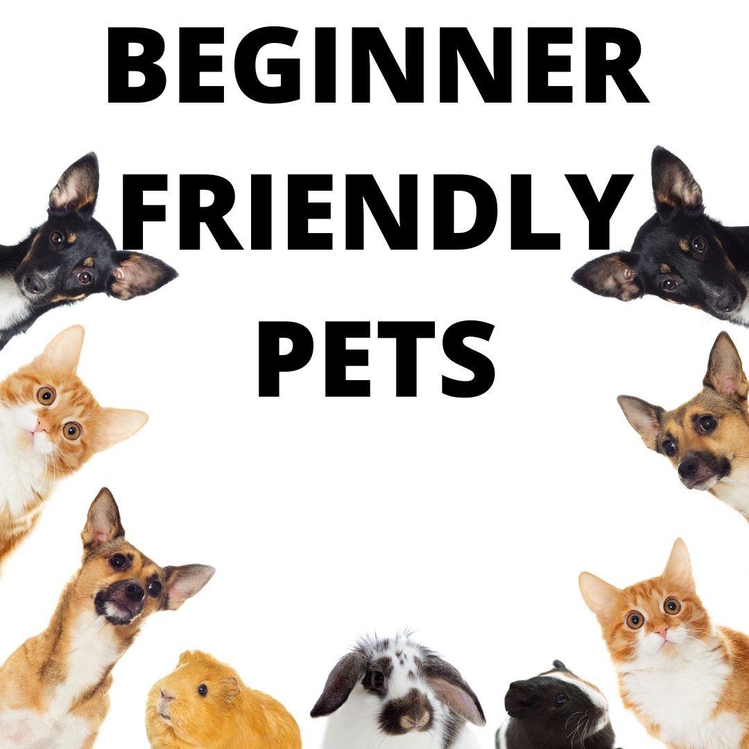 Beginner Friendly Pets That are Low Maintenance