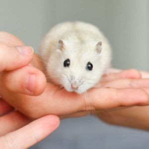 hamster on hand
