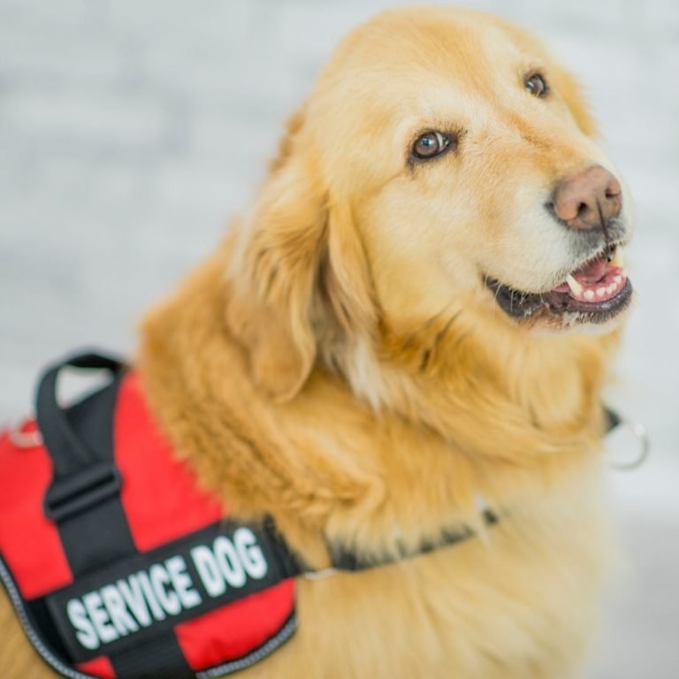 9 Different Types of Service Dogs that can save someone's life Miles with Pets