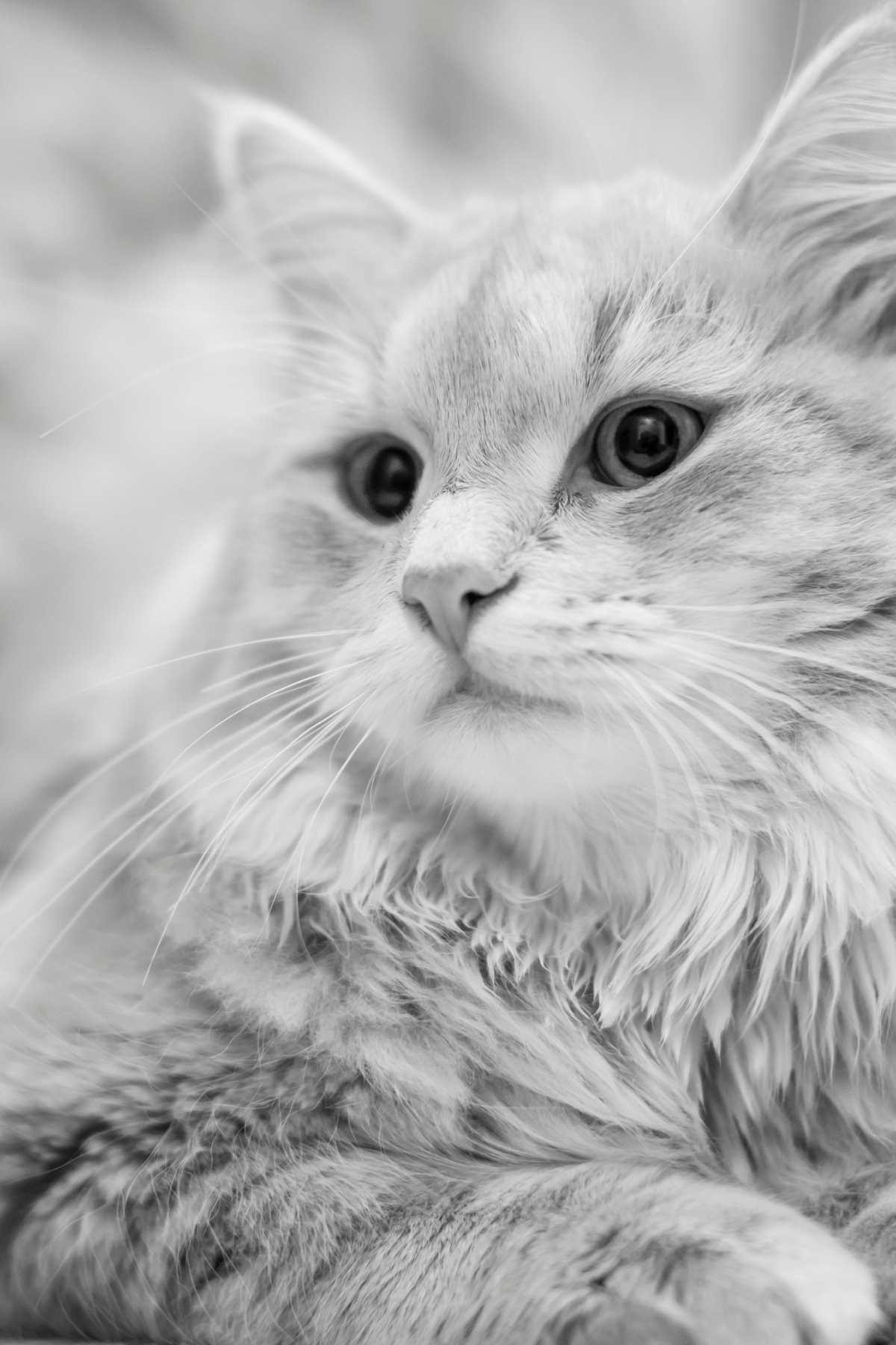 Everything about Siberian cats 