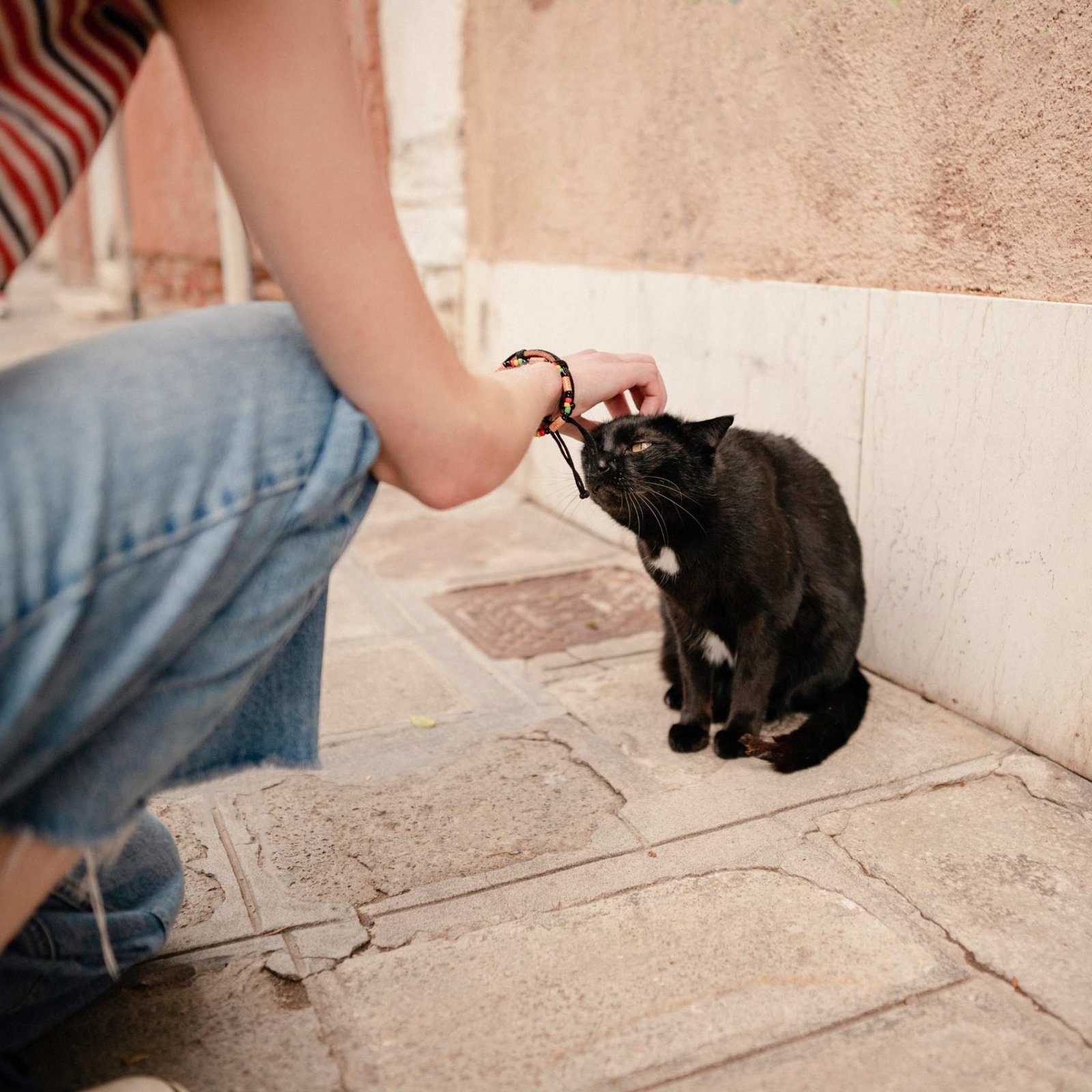 How to Pet a stray Cat Miles with Pets