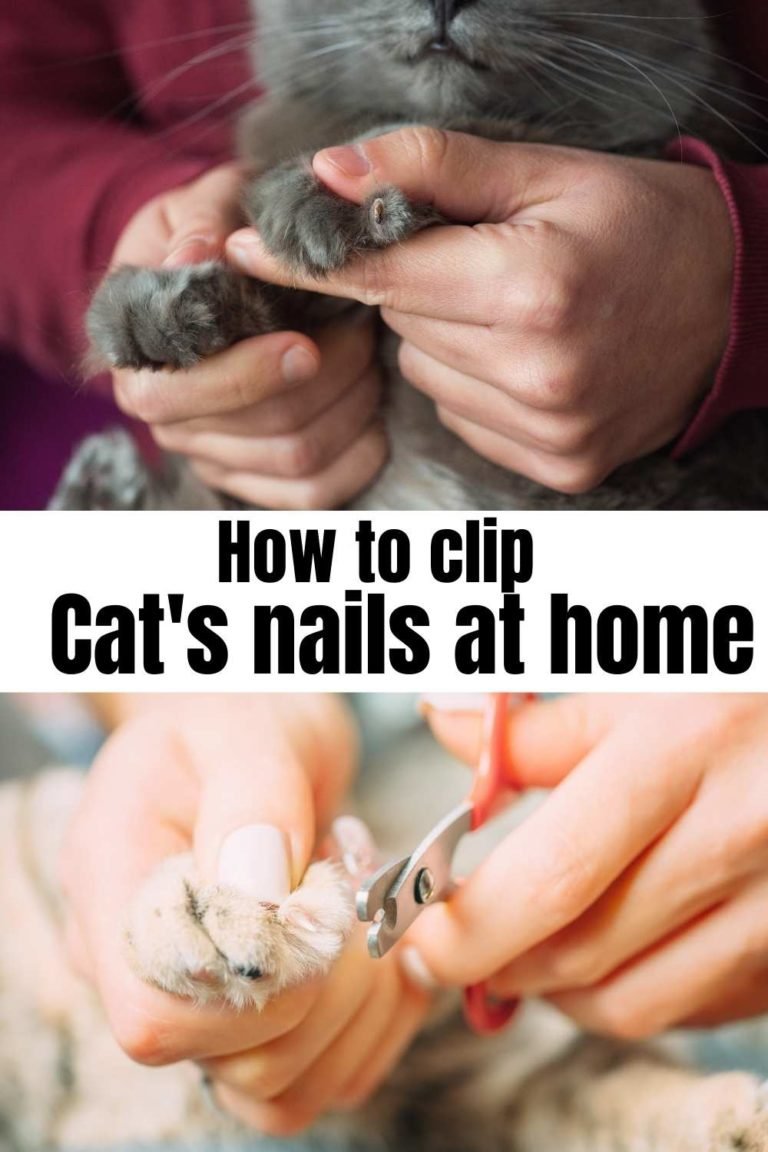 How to clip cat's nails at home Miles with Pets