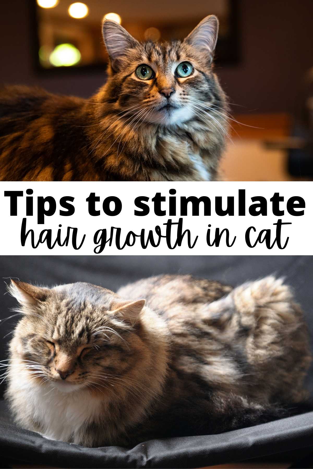 Tips to Stimulate Hair Growth in Cats