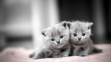 Top 10 Cat Cutest Breeds
