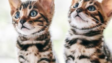 all about bengal cats