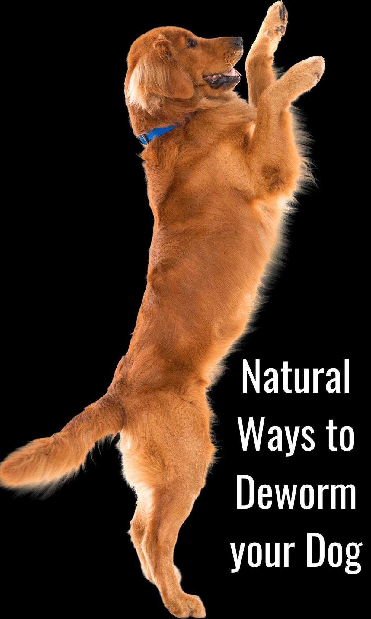 deworming-dogs-naturally-natural-remedies-for-deworming-dogs-at-home