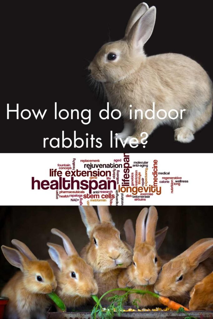 How long do rabbits live as Pets? Miles with Pets