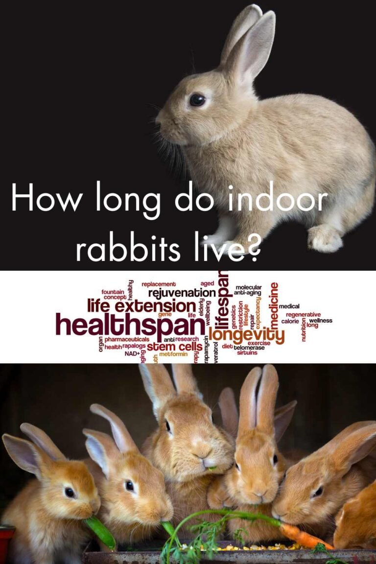 How long do rabbits live as Pets? Miles with Pets