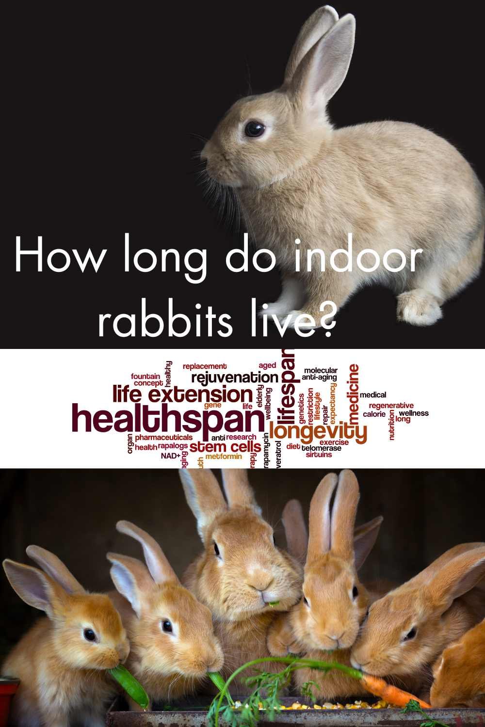 How Long Do Rabbits Live As Pets Miles With Pets