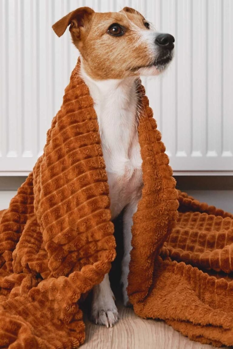 How to protect dogs from cold weather Miles with Pets
