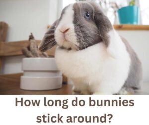 bunny lifespan
