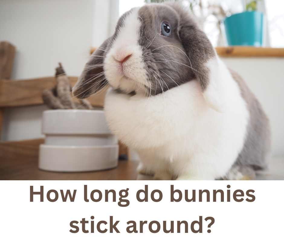How long do rabbits live as Pets? Miles with Pets