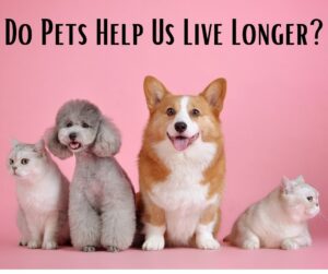 pets in a pink background